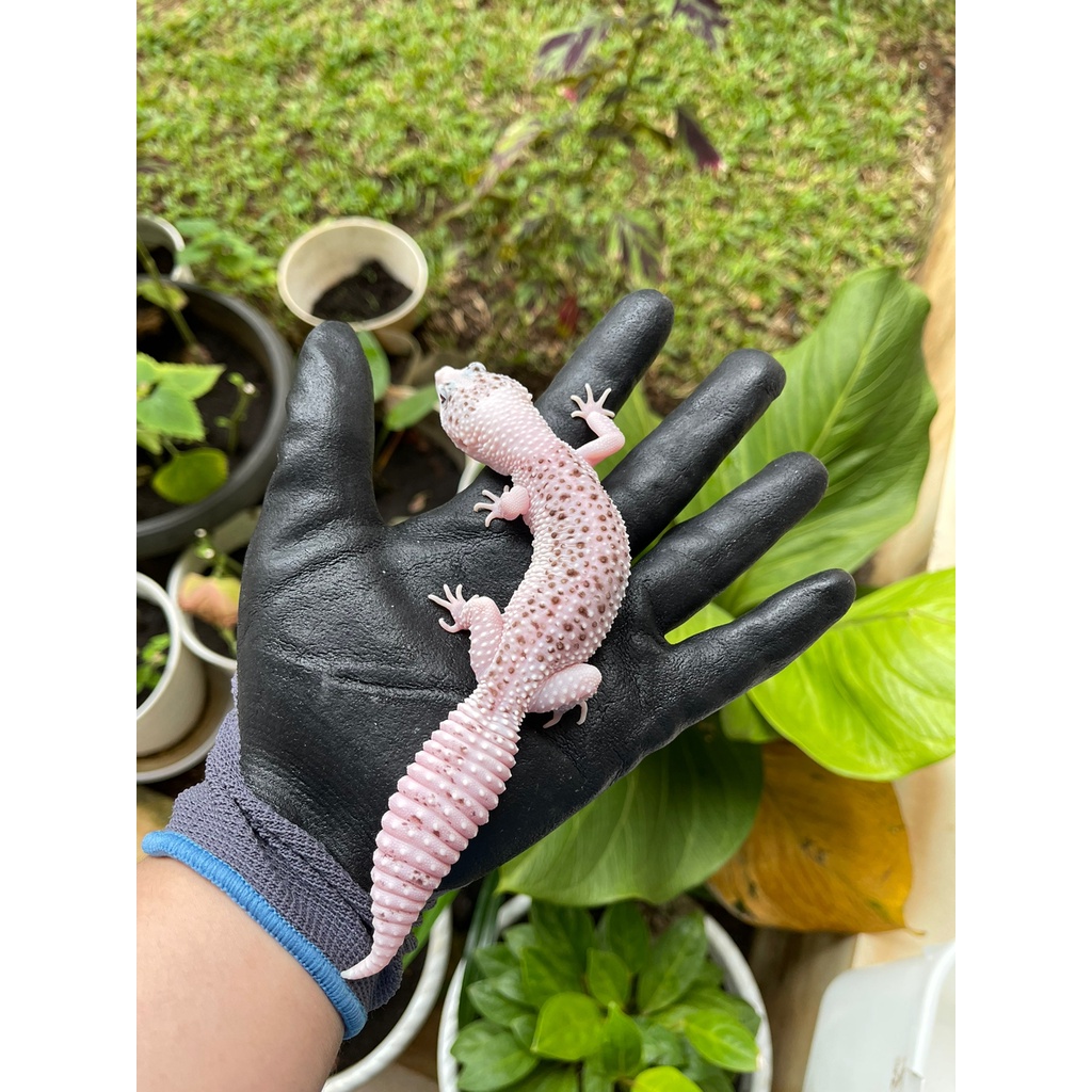 MAINAN - GECKO PIED FEMALE LINE SUPER PIED ADULT SEMOKK