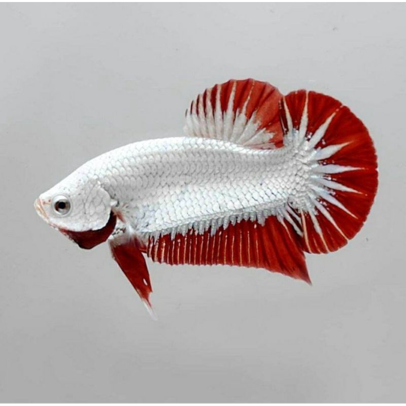 RDS/ Red Dragon Snow WHITE