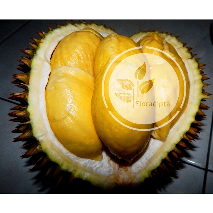 [Bibit] Bibit Pohon Durian Bawor Mas Kaki Tiga / Pohon Duren Kaki Tiga