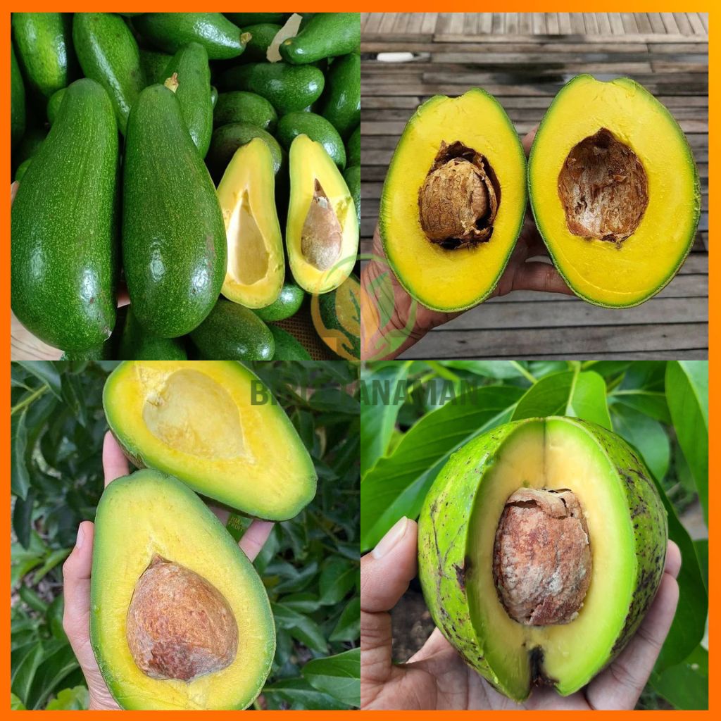Bibit Tanaman Alpukat Mentega Jumbo Tinggi 1 Meter Up
