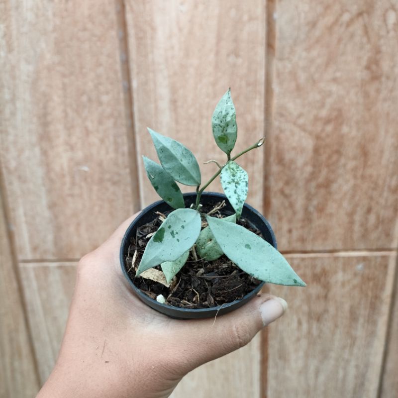 Tanaman Hias Hoya Lacunosa Silver