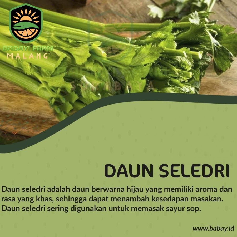 

Daun Seledri 100 gr / Sledri Segar Fresh 1 ons per ikat