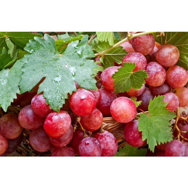 Bibit anggur merah / pohon anggur merah UNGGULAN