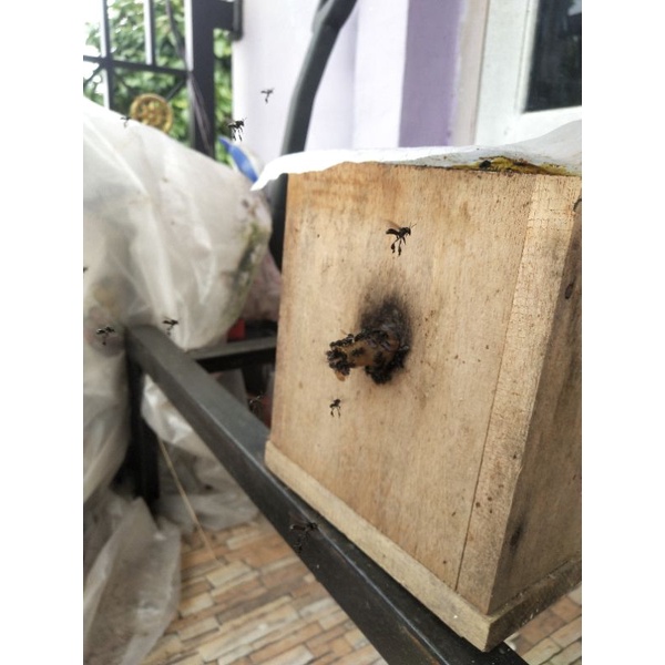 stup itama tinggal pasang toping