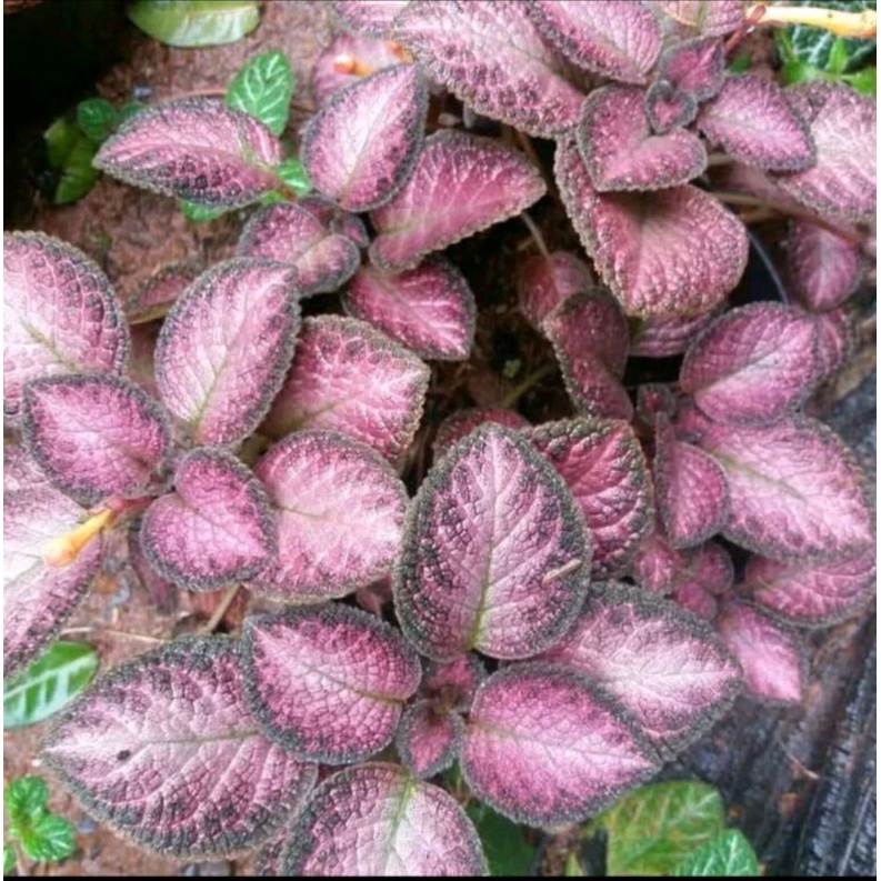 tanaman gantung episcia merah rimbun