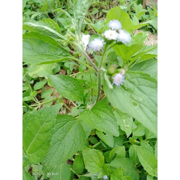 

Daun bandotan 250gram