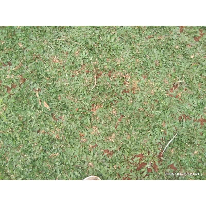 RUMPUT GAJAH MINI PER 5 METER