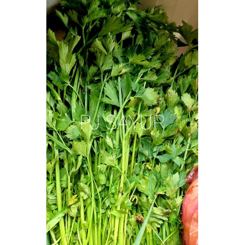 

Daun Seledri / sledri 100 gr