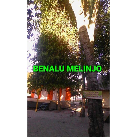 

DAUN BENALU MELINJO KERING 1000 GRAM