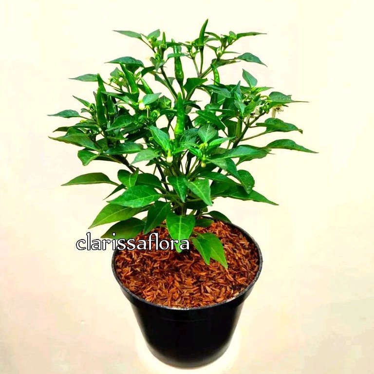 (bisa cod) promo pohon cabe rawit sudah berbuah - cabai rawit