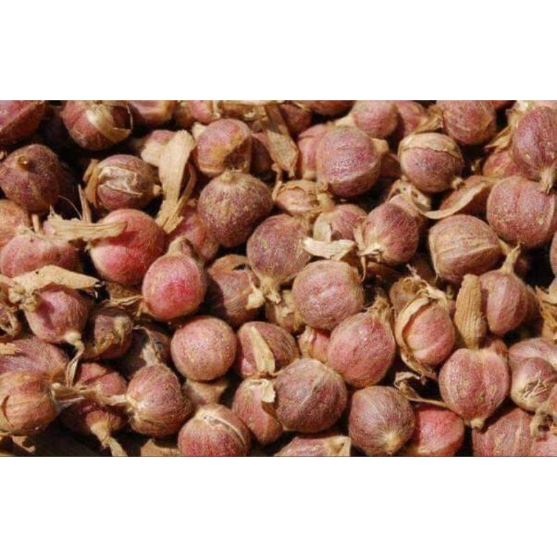

Buah Kapulaga Basah Segar/ Kapol Basah Super 1 KG