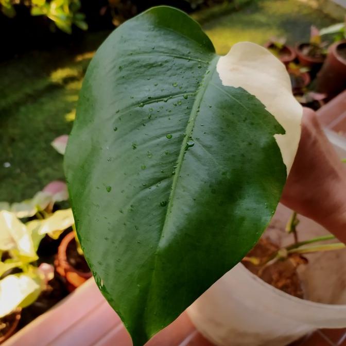 monstera variegata ekonomis 1 daun