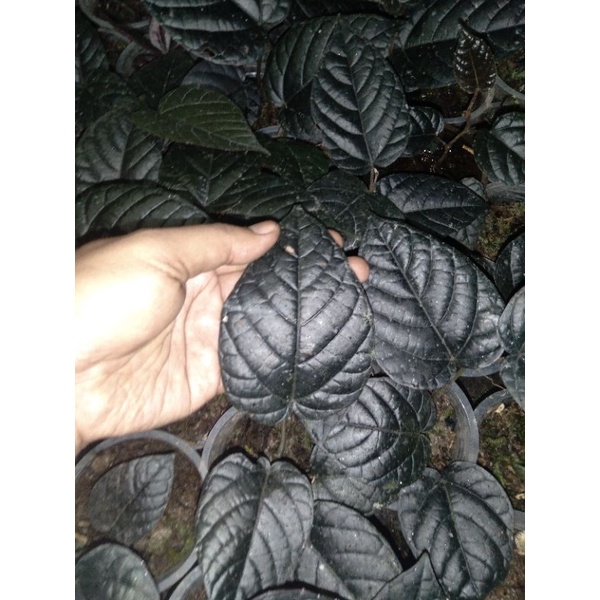 piper black sp borneo