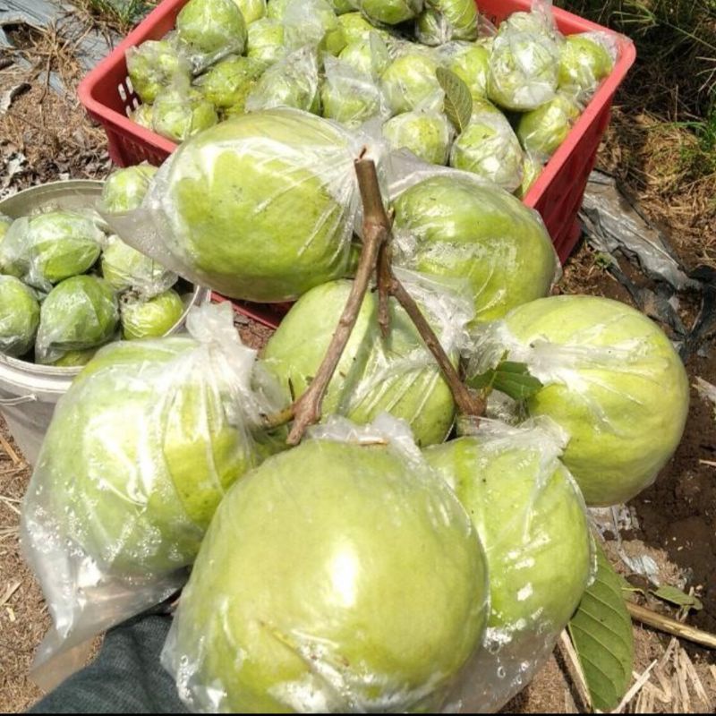 

JAMBU KRISTAL MANIS NON BIJI