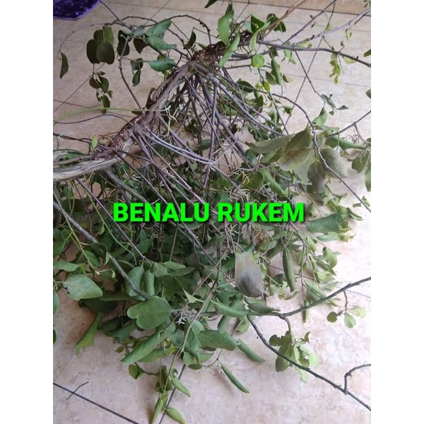 

DAUN BENALU RUKEM KERING 500 GRAM