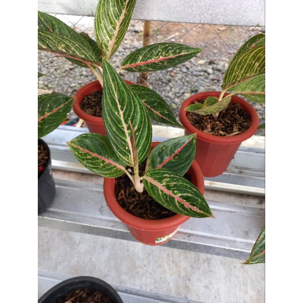 AGLAONEMA LEGACY HIJAU
