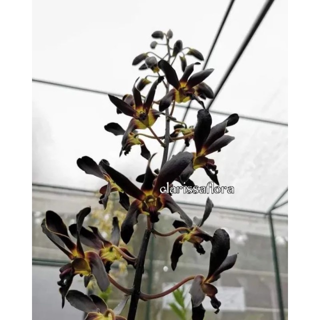 (bisa cod) Seedling anggrek dendrobium rajajowas