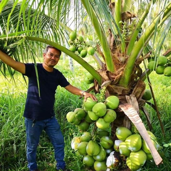 bibit tanaman kelapa dwarf Indian kelapa pendek
