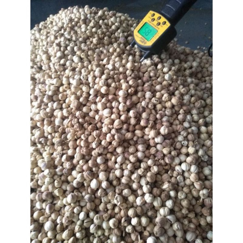 

KAPULAGA NON BLEACHING / ALAMI 20GR