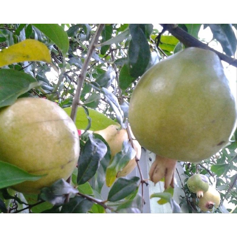 

Buah Delima Putih Fresh 1kg ( Ada Pesanan Kami Petik )