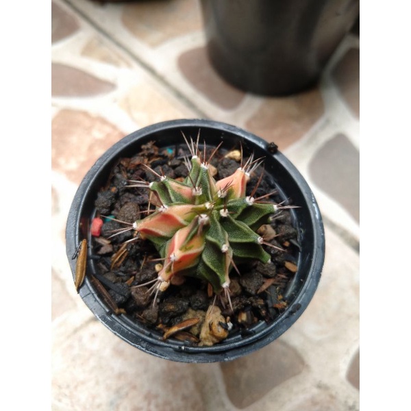 kaktus gymno fishbone var mini