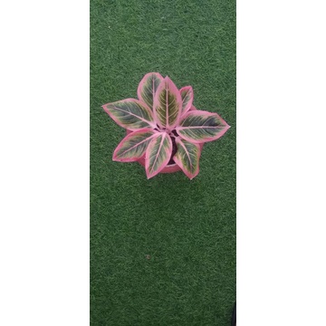 tanaman hias aglaonema/aglonema lotus delight