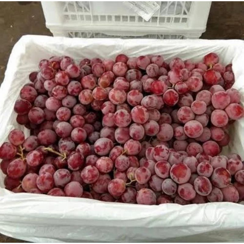 

Anggur Red Globe Import / 1krat / 6kg