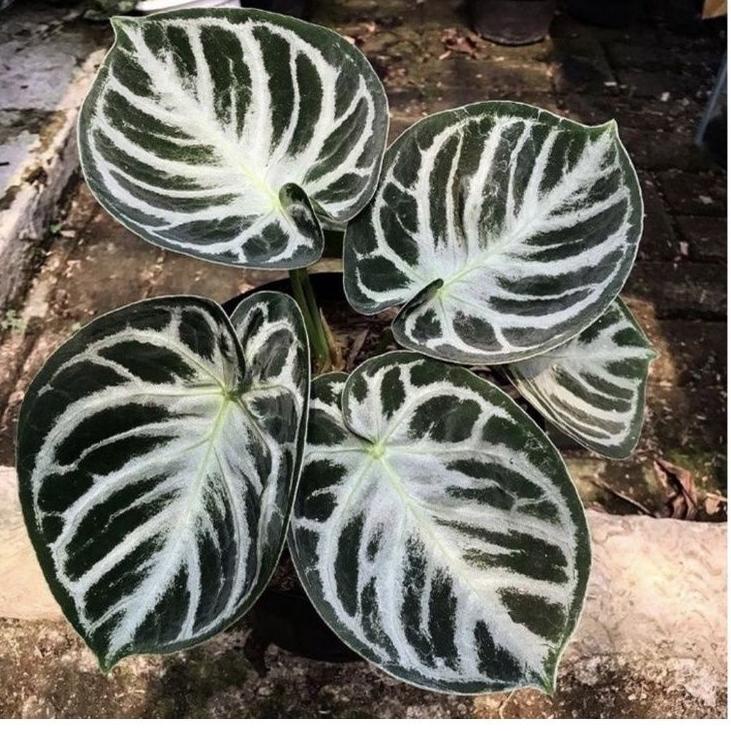 ✔️  New  Bibit Anturium Dorayaki Silver/ Bibit Kuping Gajah Dorayaki Silver