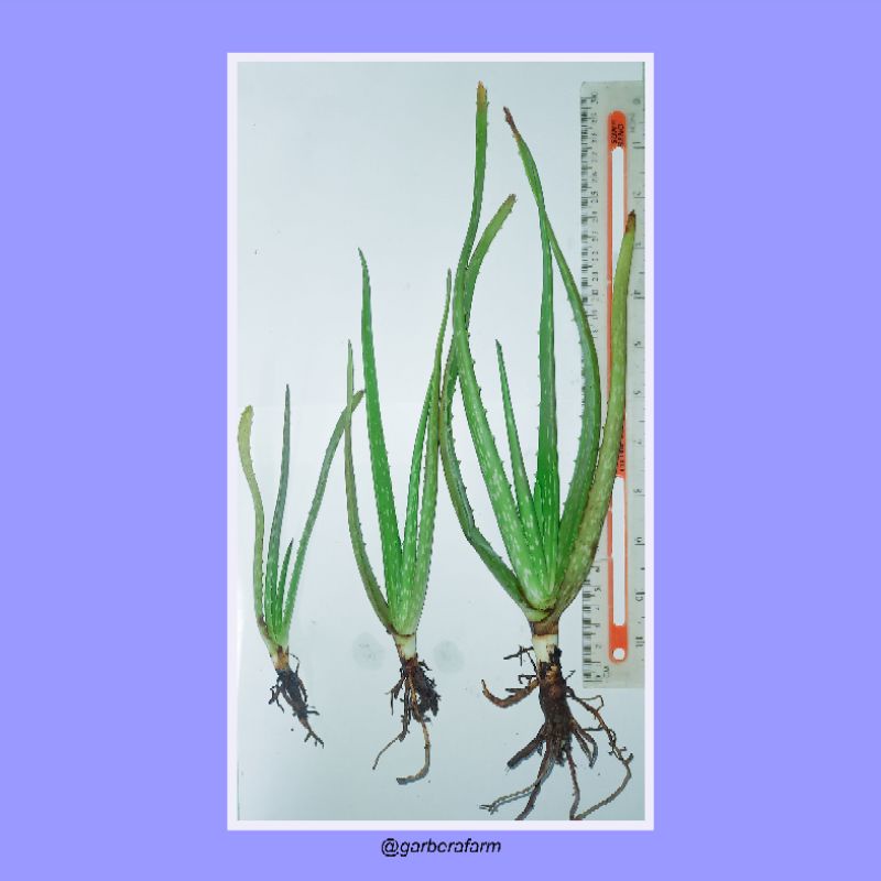 bibit lidah buaya barbadensis