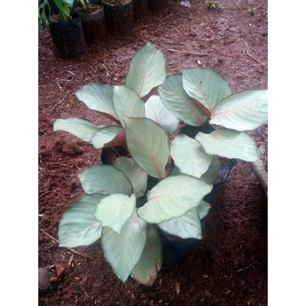 TANAMAN HIAS CALATHEA SILVERPLATE - TANAMAN HIAS CALATHEA