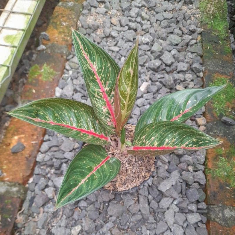 Aglonema Green Legacy Tulang Merah