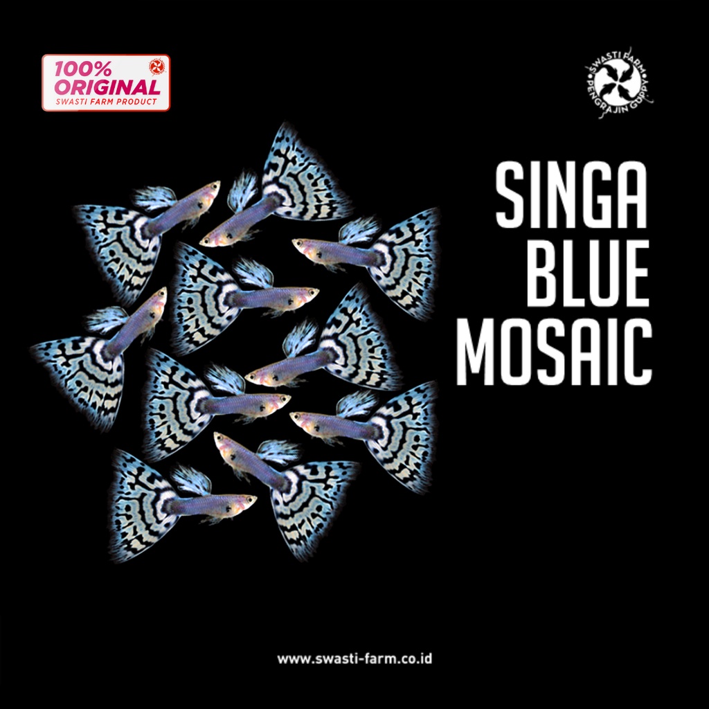 Ikan Guppy Singa Blue Mosaic