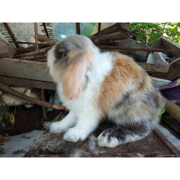 KELINCI INDUKAN FUZZY LOAP