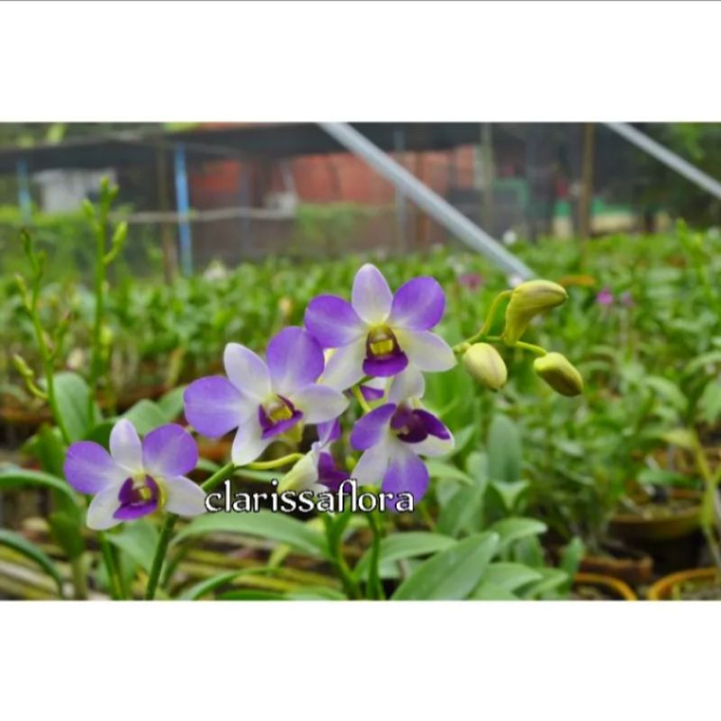 Tanaman anggrek dendrobium aridang light blue angel sudah spike/knop