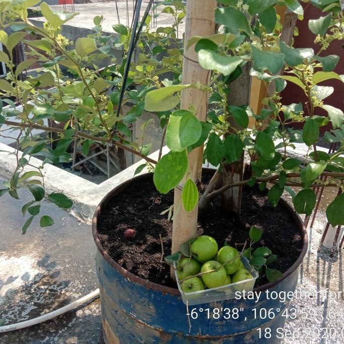 pohon apel India/putsa sudah berbuah