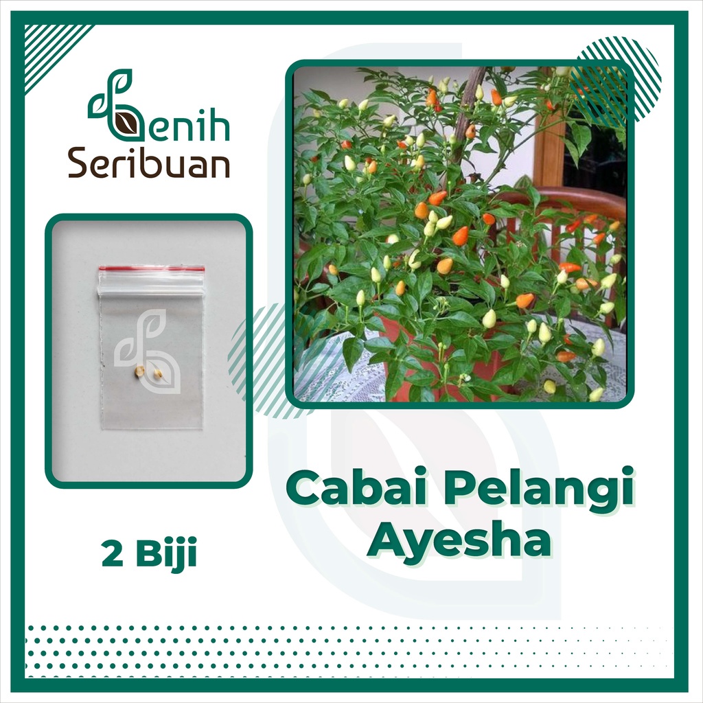 Benih Seribuan - 2 Bibit Cabe Pelangi Ayesha Rainbow Unggul