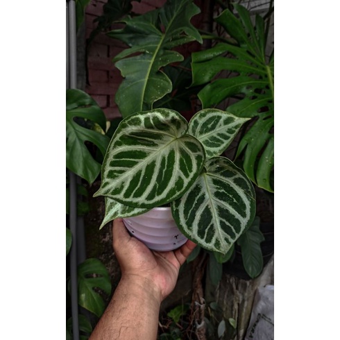 Anthurium Dorayaki Silver Mangkok
