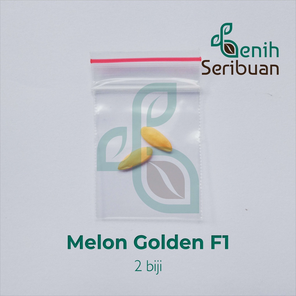 Benih Seribuan - 2 Bibit Buah Melon Golden F1 Hibrida