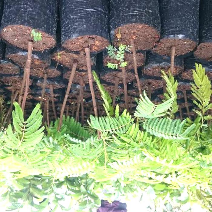 Bibit Tanaman Pete Bibit Petai Unggul Pohon sayur buah bukan cina