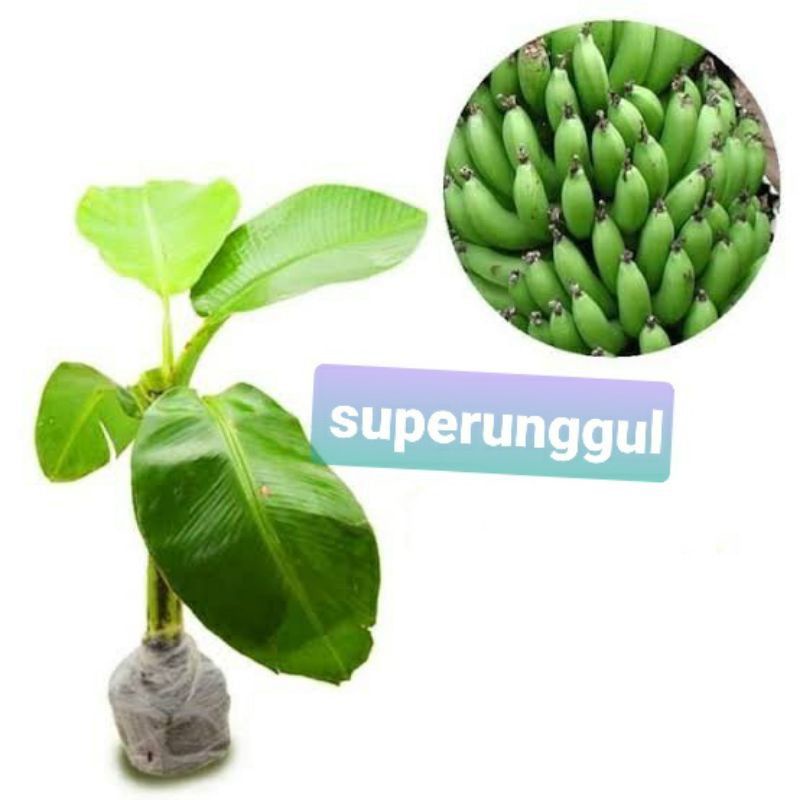BIBIT PISANG AMBON IJO  UNGGUL  TETBAIK  BIBIT PISANG BONGGOL