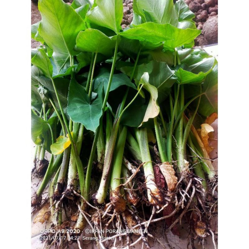 BIBIT TALAS BENENG EKSPOR BIBIT TALAS BENENG UNGGUL BIBIT TALAS MAHKOTA SIAP TANAM