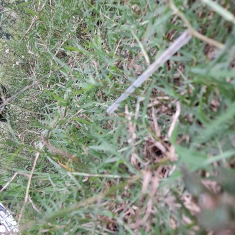 rumput pakan sapi dan mendho