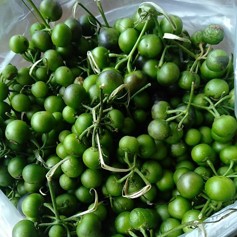 

Leunca 250 gram