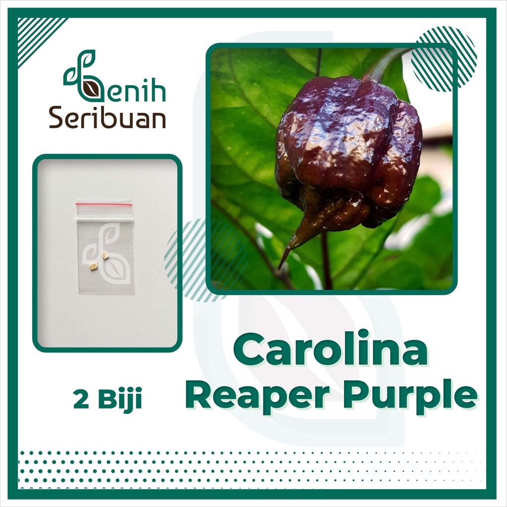 Benih Seribuan - 2 Bibit Cabe Carolina Reaper Ungu Unggul