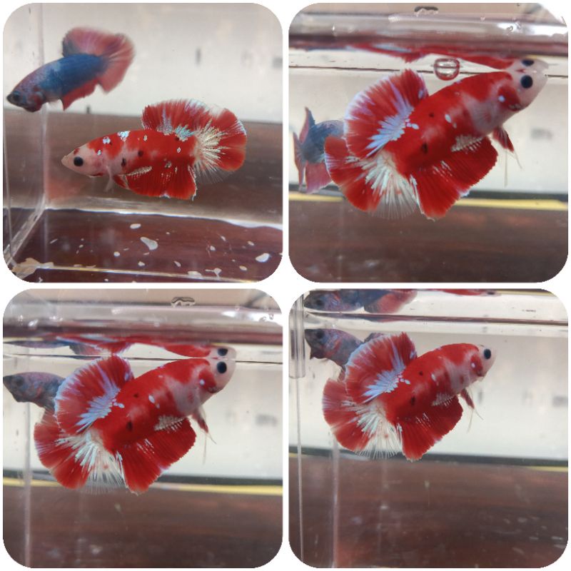 REAL PICT CUPANG RED SOFT GOLD | RED GALAXY GOLD (RGG)