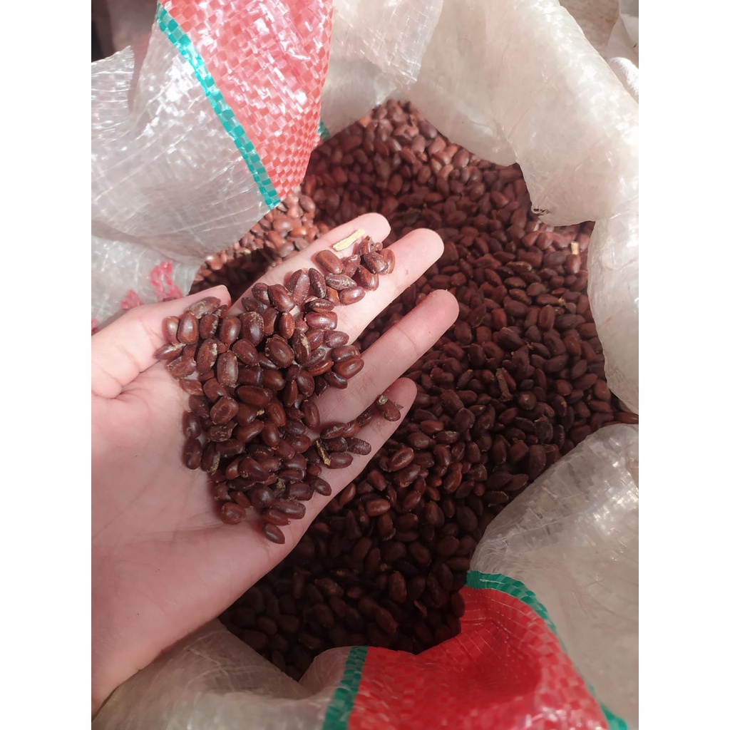 Jual Benih Biji Pohon Trembesi Gram Unggulan Biji Benih Shopee