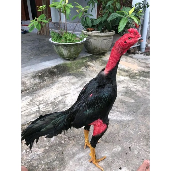 

Telur ayam ganoi ori/ory impor untuk di tetaskan