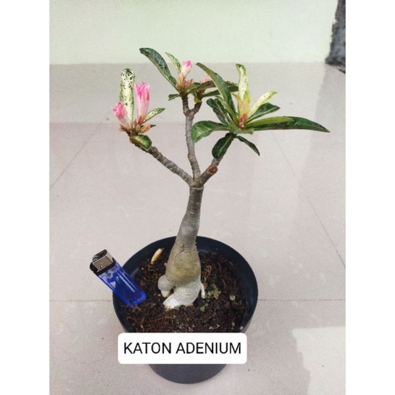 promo murah bibit adenium bonggol besar-bercabang