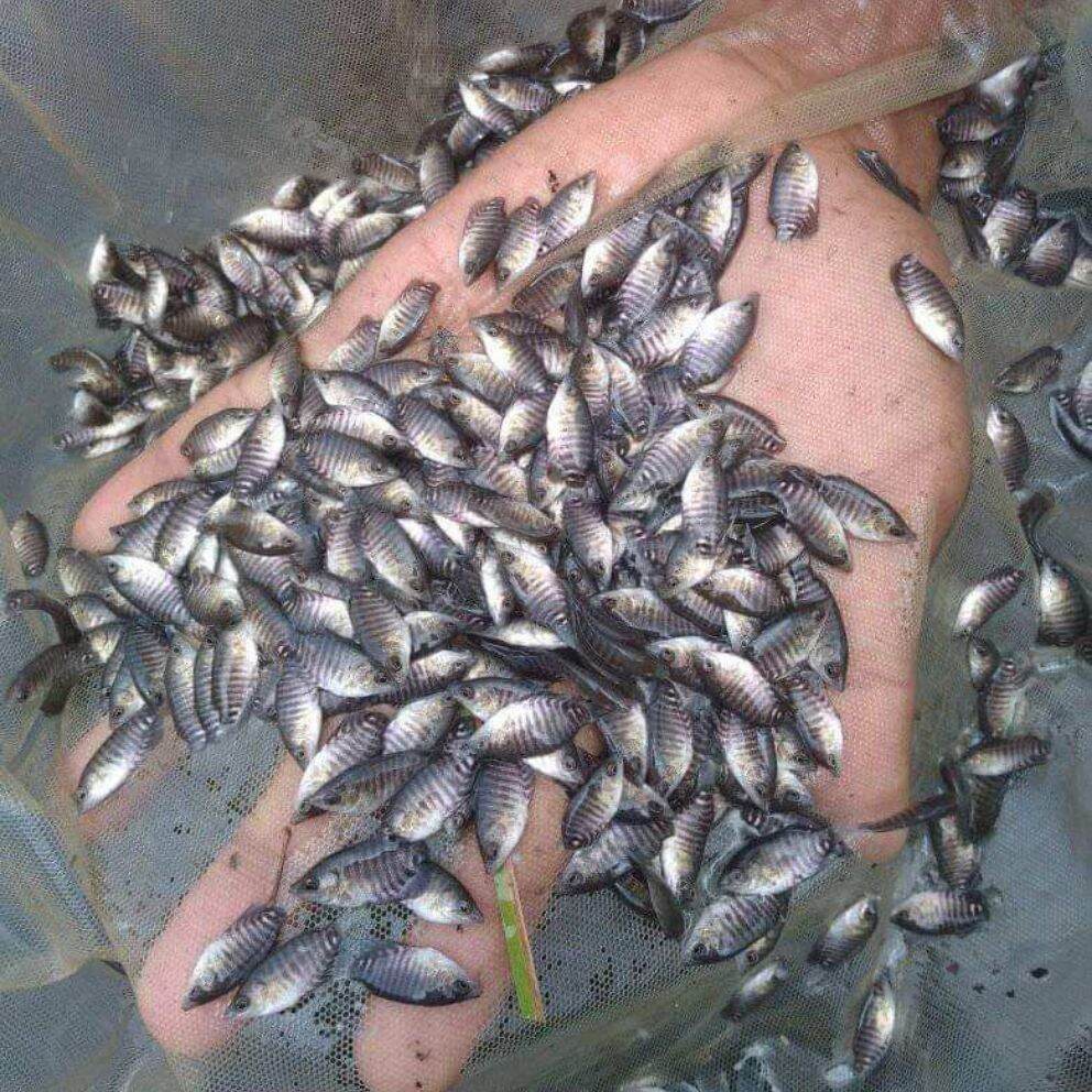 Bibit Gurame Soang Nguaci Isi 50 Ekor