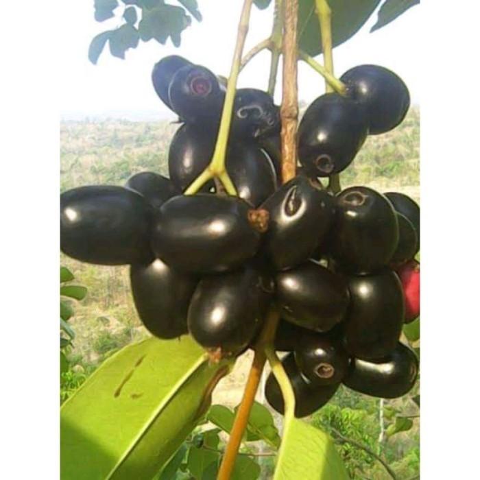 bibit tanaman buah juwet hitam benih pohon di dalam pot tabulampot